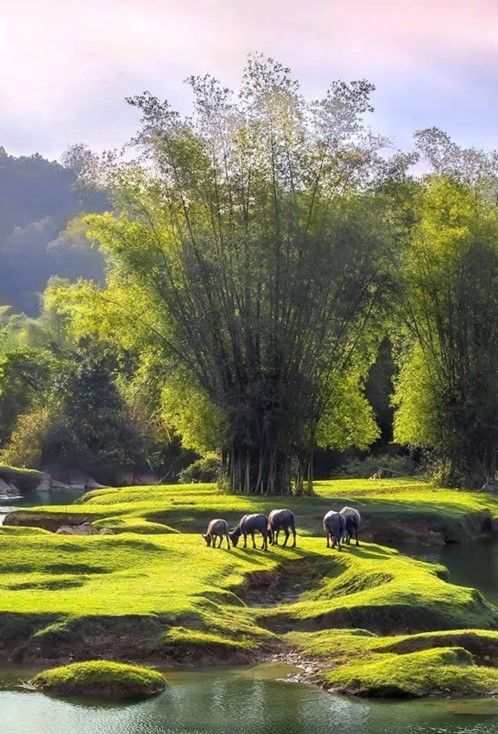 The awareness of seasons is often not as clear as the perception of weather—rain and sunshine—although everyone knows that spring brings flowers, summer is hot and sweltering, autumn has clouds stretching across the sky, and winter is damp and cold. Photo: Tuong Hong Duong