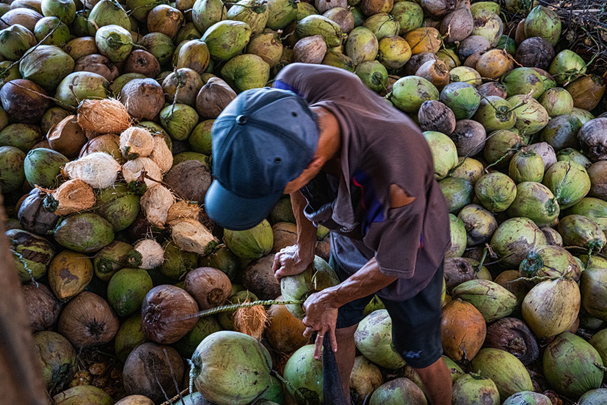 The dried coconuts, after being collected by processing facilities, are stripped of their husks. Workers use a sharp, sturdy metal tool fixed onto a stationary post to split the husks in half.