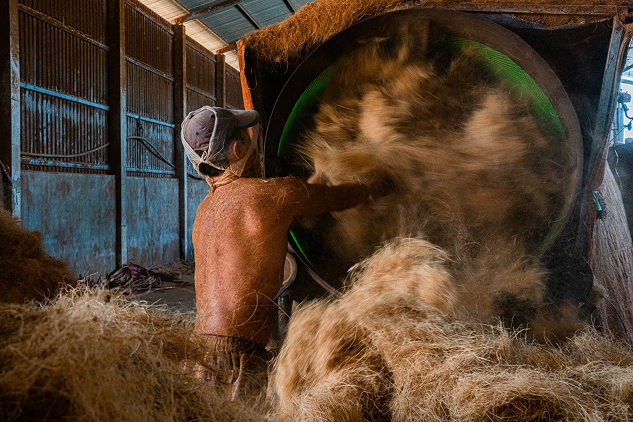 After being split, the coconut husks are fed into a machine to extract the coconut coir fibers.