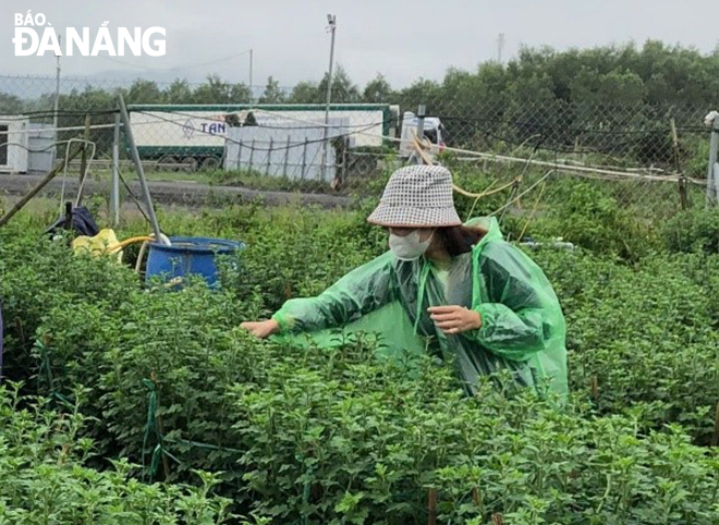 Gardeners in Hoa Son Commune, Hoa Vang District are taking care of chrysanthemums in preparation for the Lunar New Year 2025.