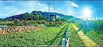 Mùa xuân trên vùng cao xanh biếc
