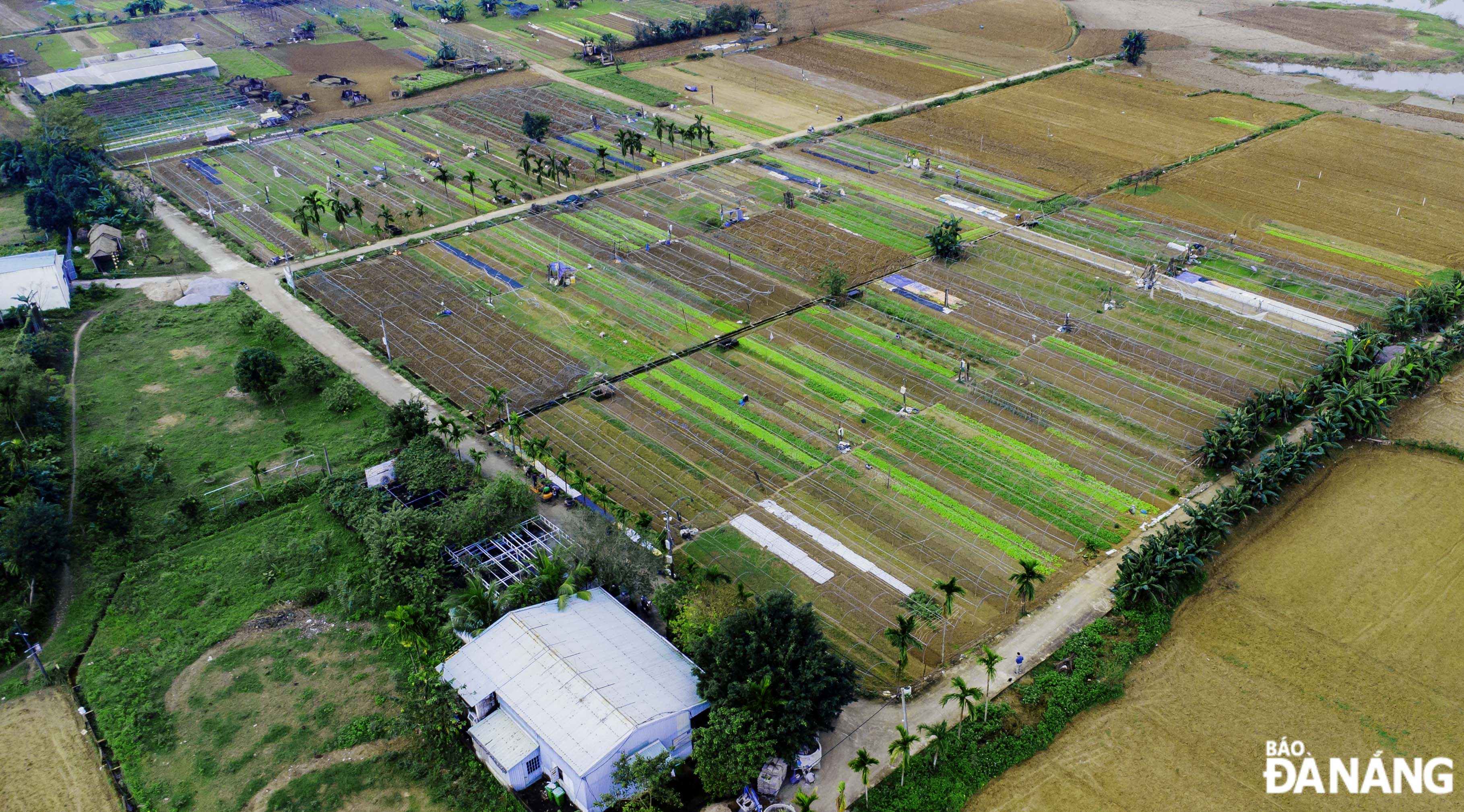 At the Tuy Loan Safe Vegetable Production and Consumption Service Cooperative, located in Hoa Phong Commune, Hoa Vang District, there is an area of ​​more than 6 hectares of safe vegetables. However, due to prolonged cold rain, vegetable output has decreased sharply by 50% compared to the same period last year.