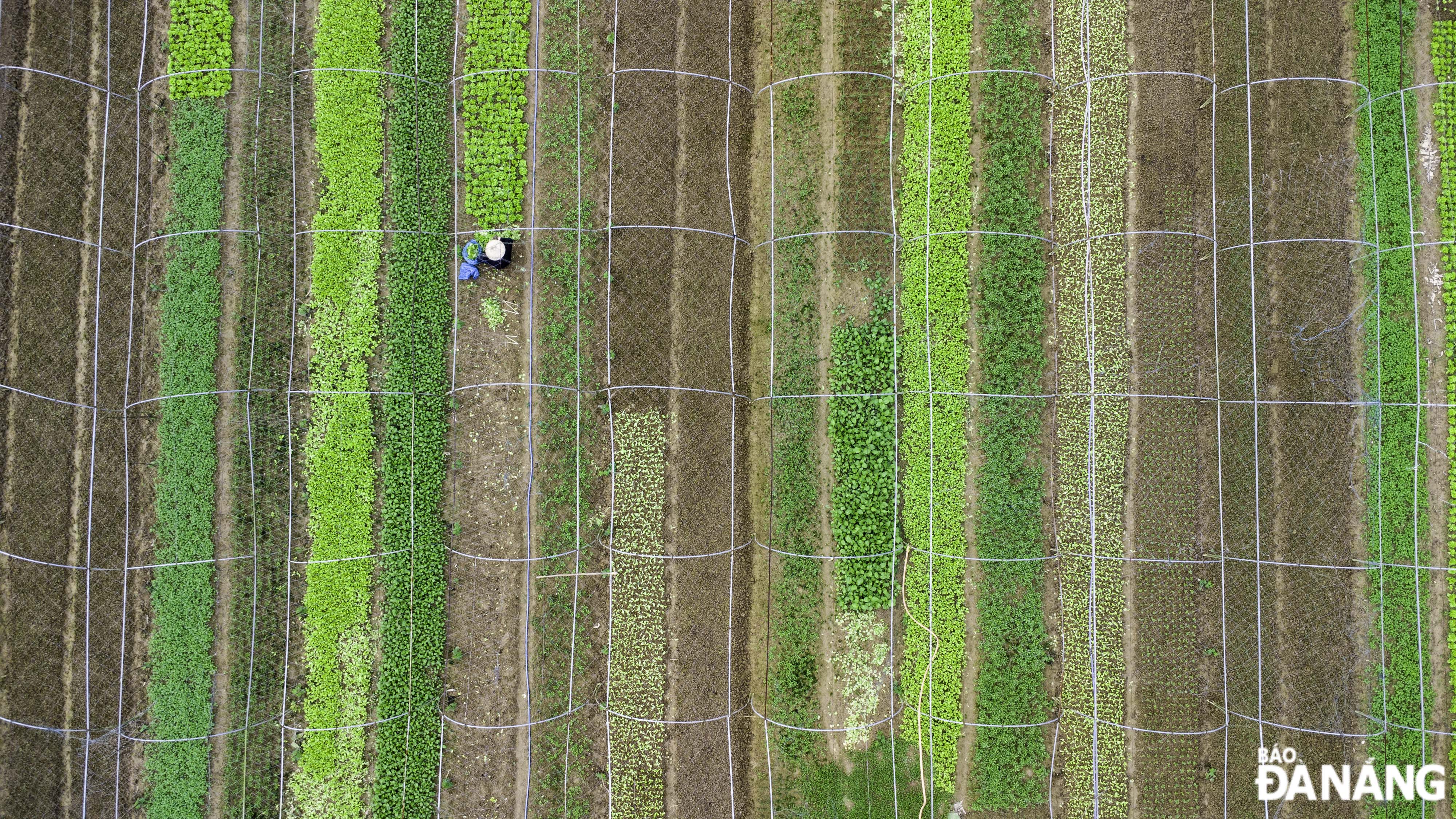 Many types of green vegetables such as lettuce, mustard greens, spinach, and jute are being grown at the Tuy Loan Safe Vegetable Production and Consumption Service Cooperative (Hoa Phong Commune, Hoa Vang District).