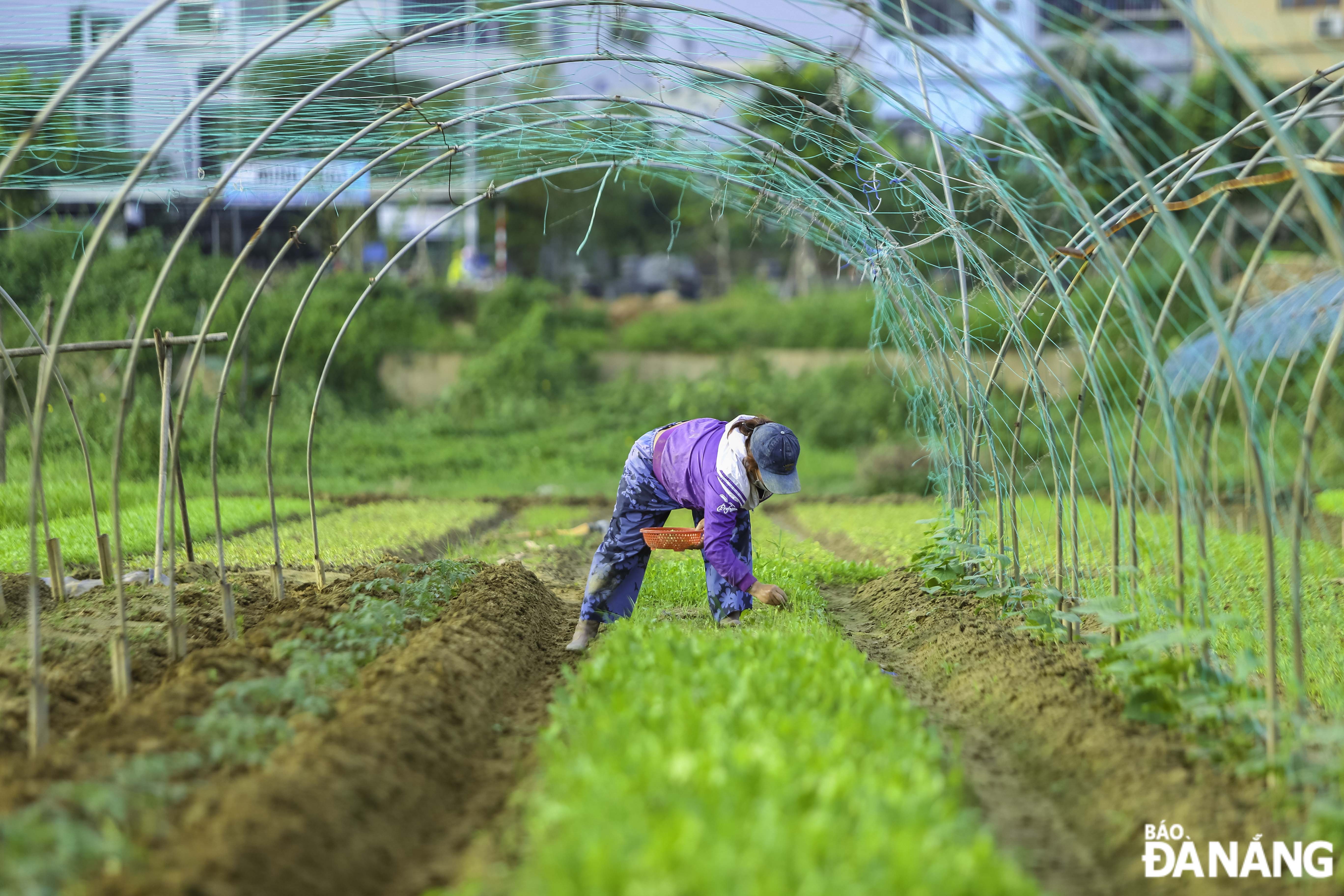 Also due to prolonged rain, the quality of vegetables is affected. Therefore, at this time, the cooperative is forced to temporarily postpone supplying vegetables to supermarkets and stores.