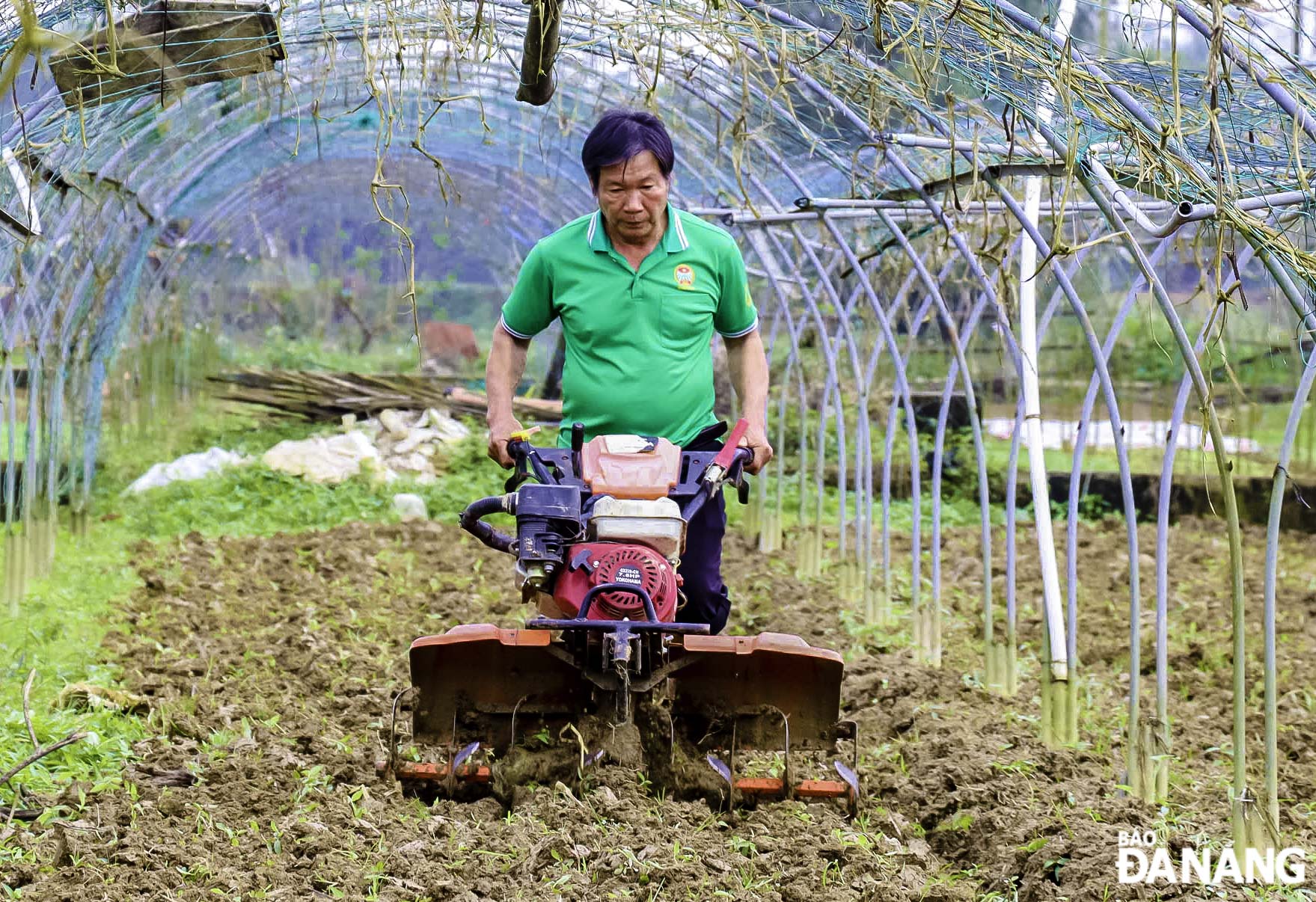 As observed, the atmosphere of plowing and planting is being implemented quickly and busily by farming households here to increase output on the occasion of the Lunar New Year 2025.