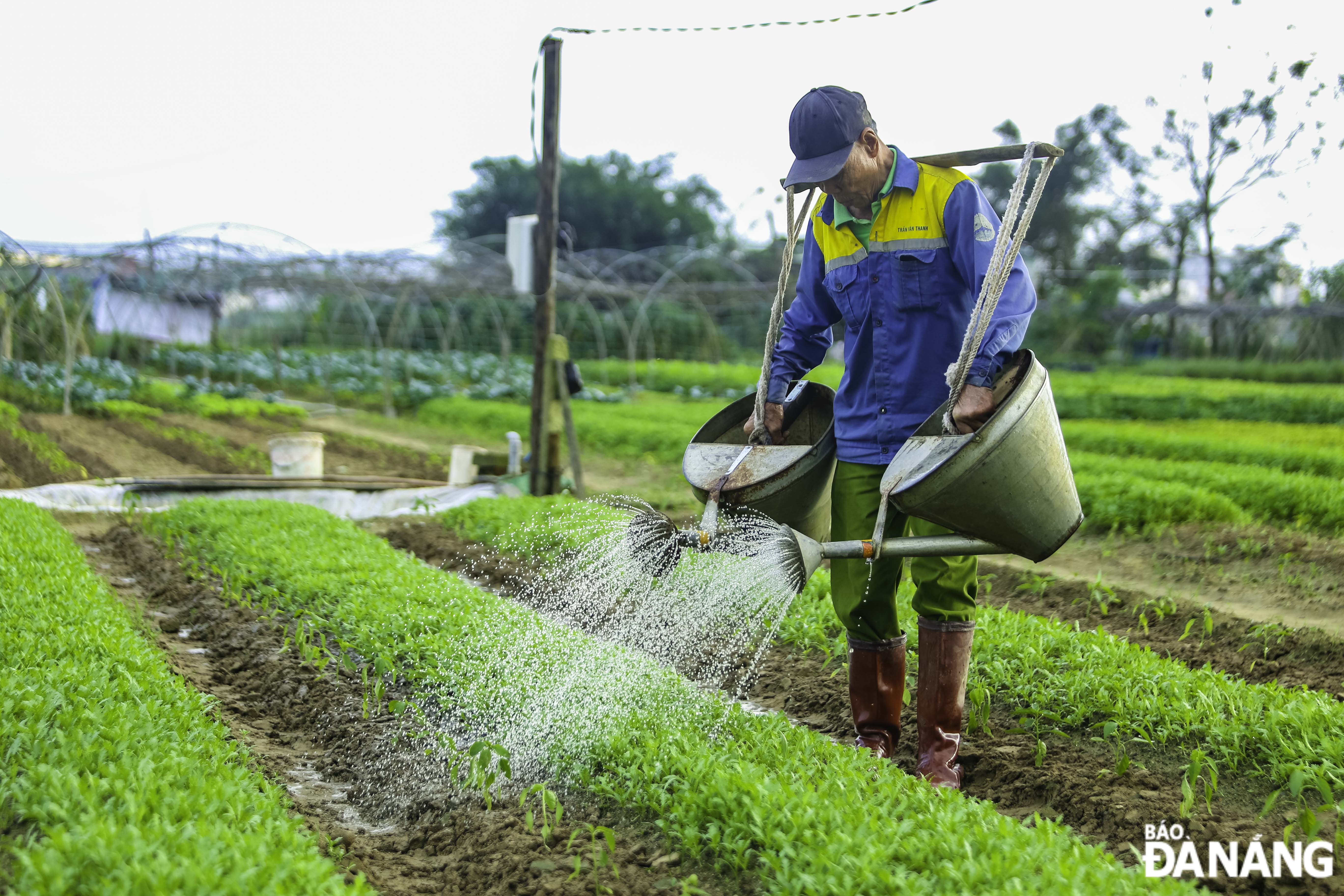 The 10ha La Huong safe vegetable growing area in Cam Le District is also suffering damage due to prolonged rain.