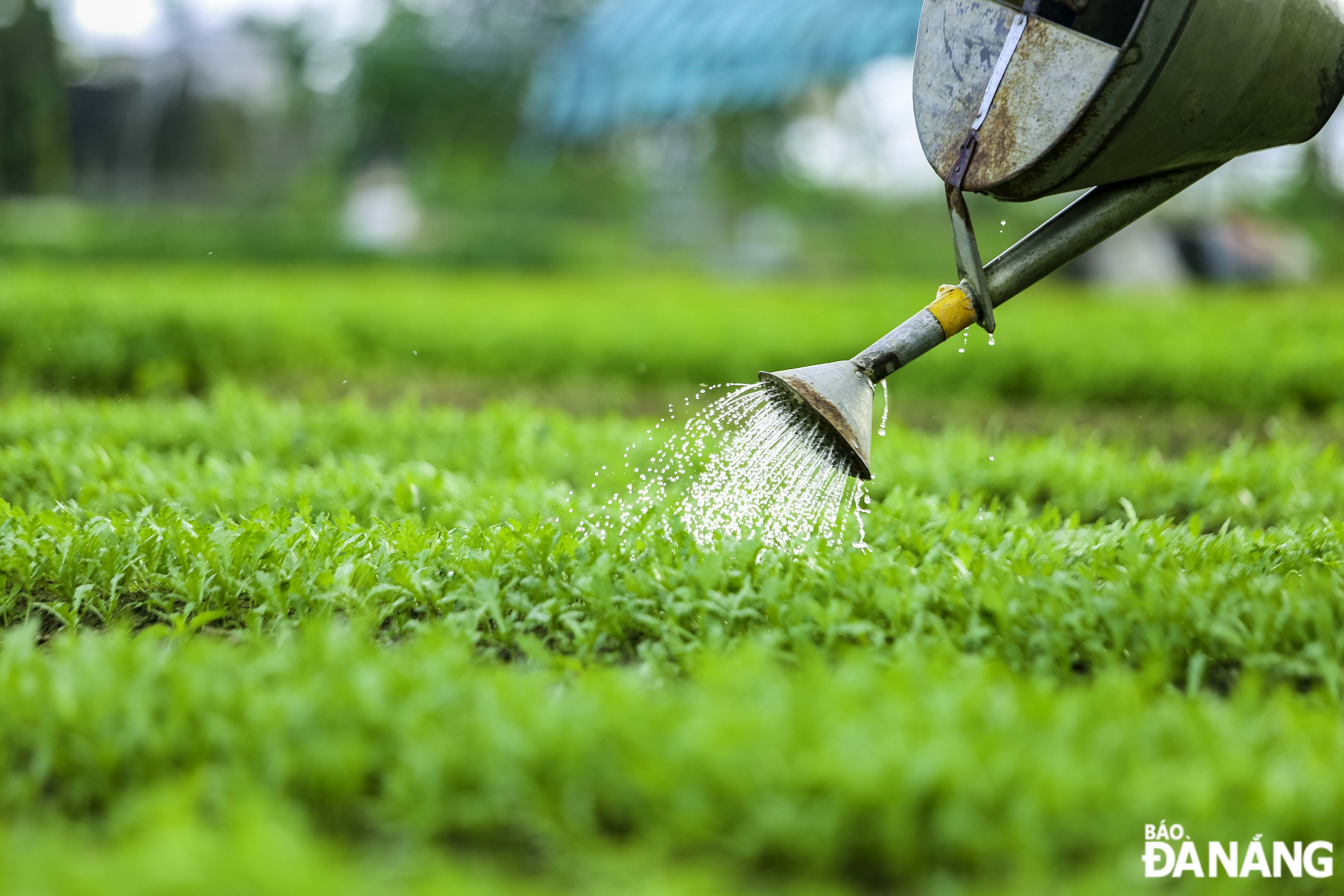 As recorded, many farming households in La Huong vegetable growing area have to be on duty regularly to take care of the vegetables with the hope that the vegetables will grow in time to serve the upcoming Tet holiday.