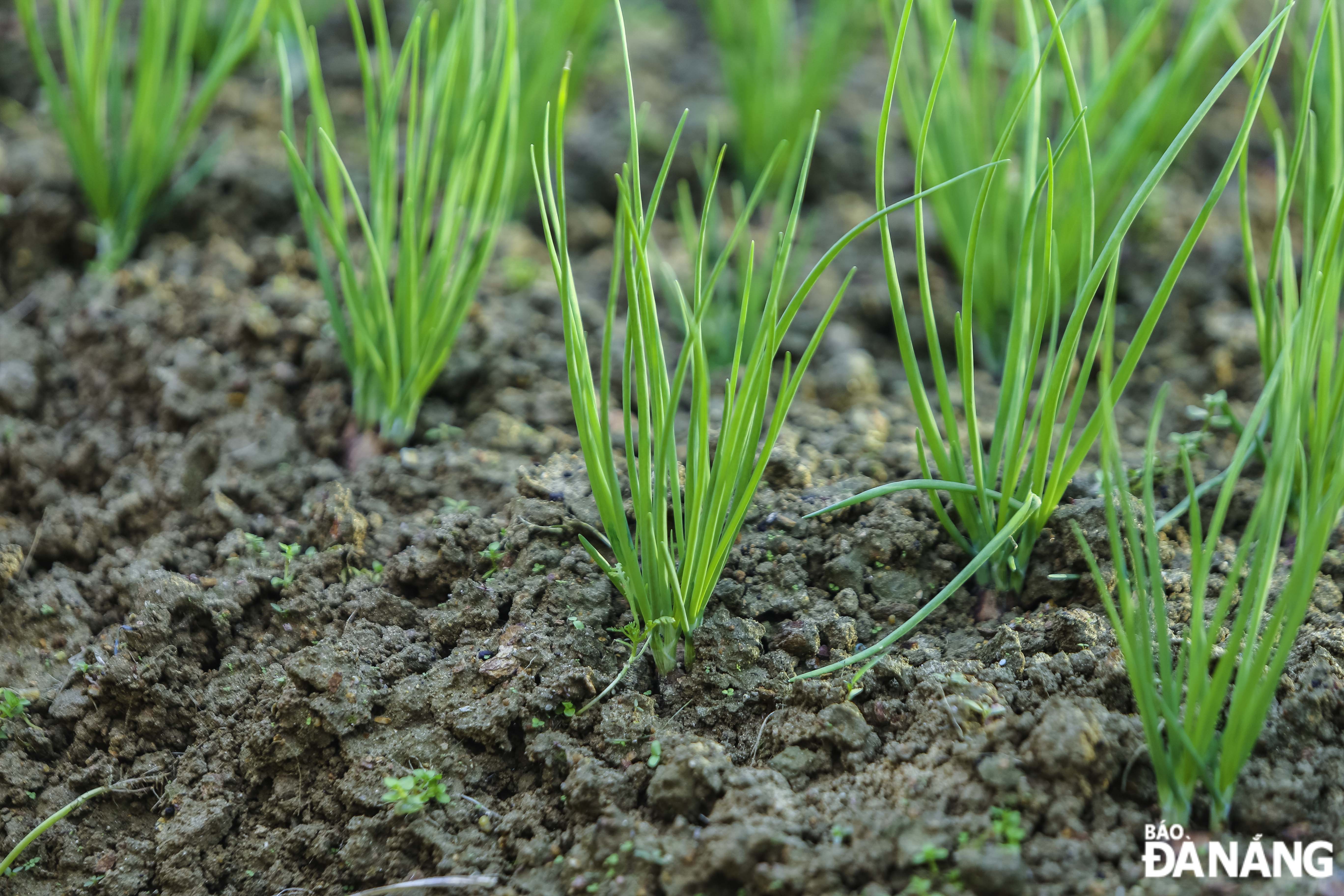 Da Nang experiences a prolonged cold rain, which makes vegetable plants easily die and not grow due to lack of sunlight.