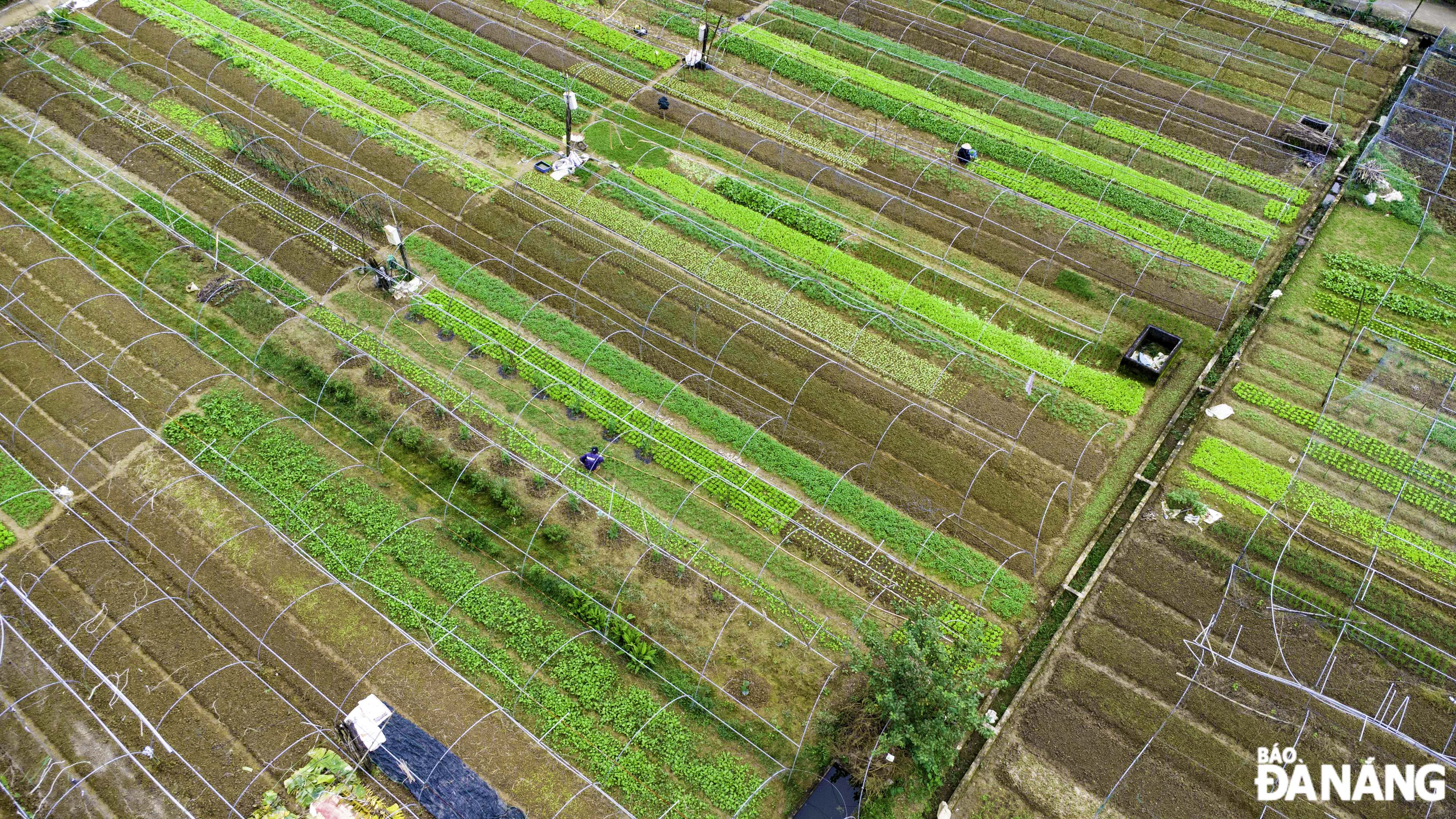 Despite facing many difficulties due to extreme weather, vegetable growers are still actively working in their gardens to increase supply to the market during the upcoming Tet.