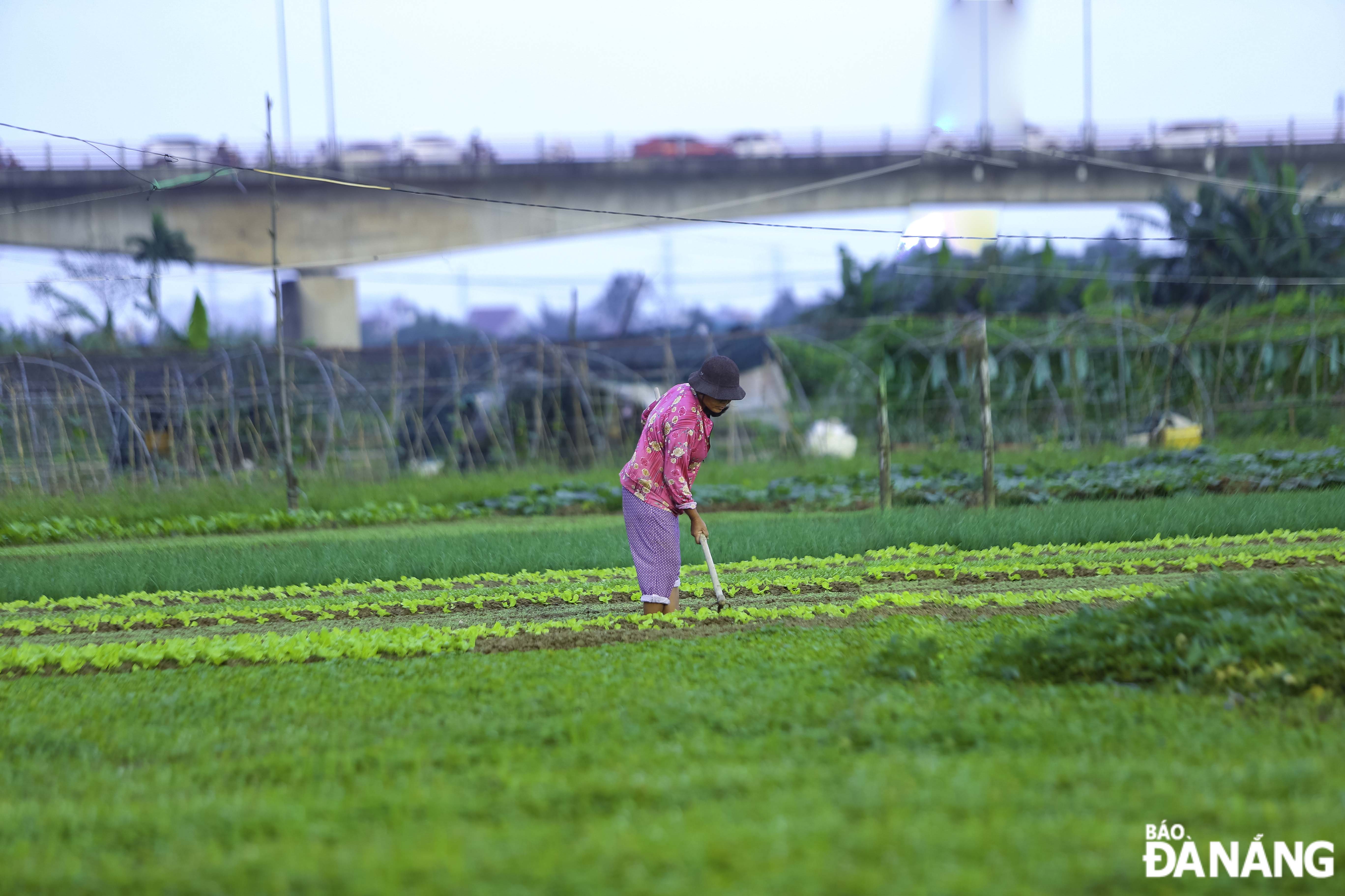 Currently, farmers are urgently replanting short-term vegetables such as lettuce, onions, coriander, mustard greens, and spinach. Farmers hope that from now until Tet, the weather will be more favourable for vegetables to grow, so that they can supply the market in time.