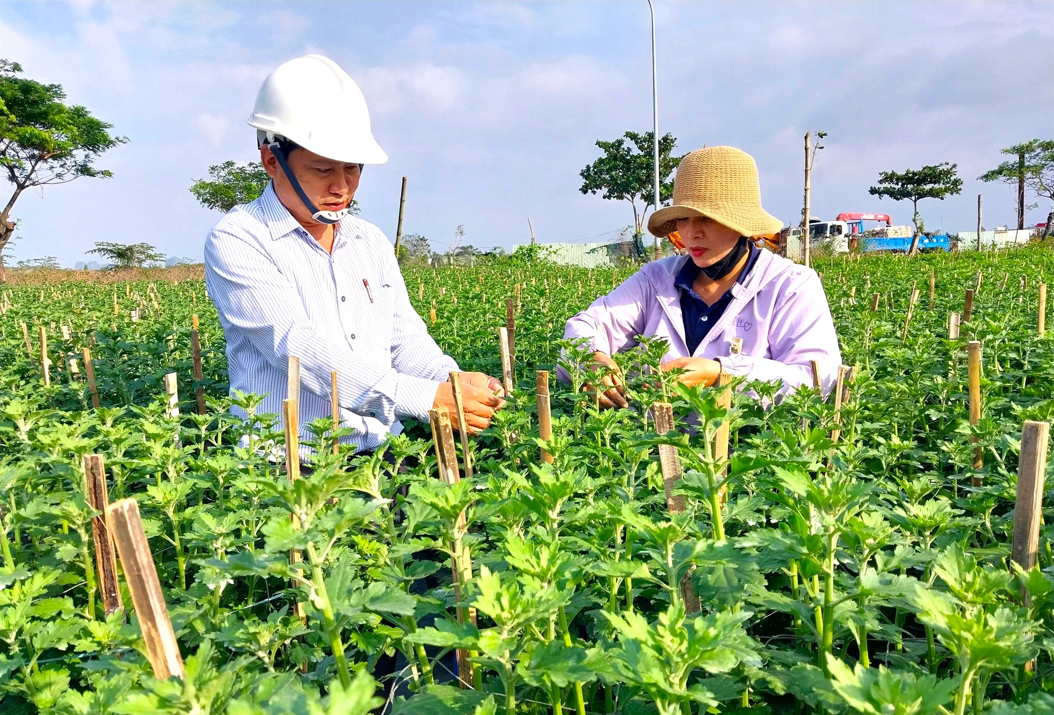 Hội viên nông dân phường Hòa Xuân (quận Cẩm Lệ) sản xuất hoa, cây cảnh phục vụ cho thị trường Tết Ất Tỵ 2025. Ảnh: NGỌC QUỐC