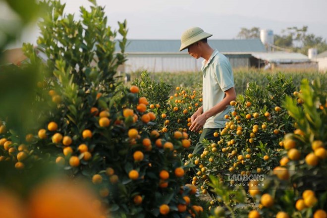 Giá đào, quất tại vườn bắt đầu tăng cao khi chỉ còn vài tuần nữa là Tết. Ảnh: Quang Đạt