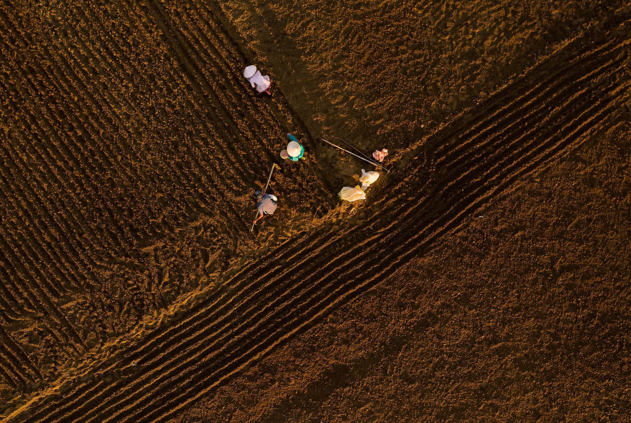 At the beginning of Lunar December, the locals prepare the soil by plowing it to ensure it is dry and loose, and then they begin planting the peanuts.