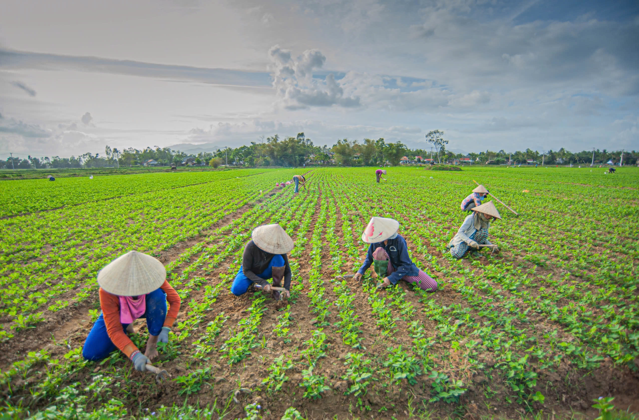 The peanut season is also a time of joy for the villagers of Xuan Diem. Members of the village come together to help one another by weeding, tilling the soil, and nurturing the lush peanut fields.