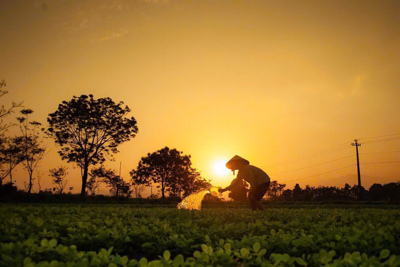 As early March arrives and the warm spring sun gives way to the sweltering heat of summer, the locals begin to irrigate the peanut fields if there is no rain. This helps keep the plants well-watered, promoting larger fruit development.