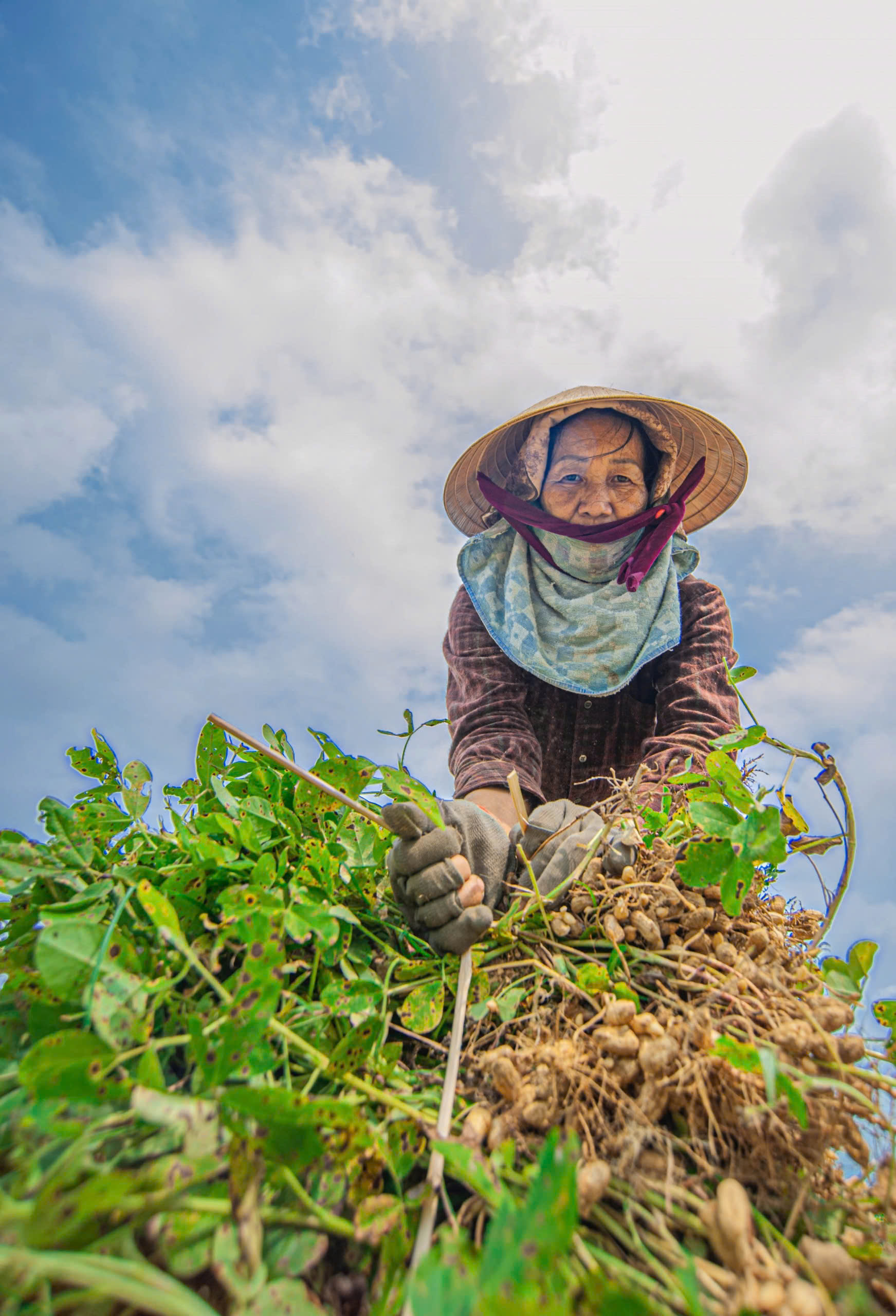 After more than three months of cultivation, it’s time for harvest. Farmers handpick the peanuts and gather them into bundles to take home. The peanut plants are tied together with strands of peanut vines for transport back to the house, where the fruits will be separated.