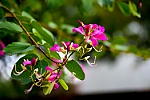 Đà Nẵng mùa ban hoàng hậu