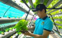 Phát triển nông nghiệp xanh trên không gian sân thượng
