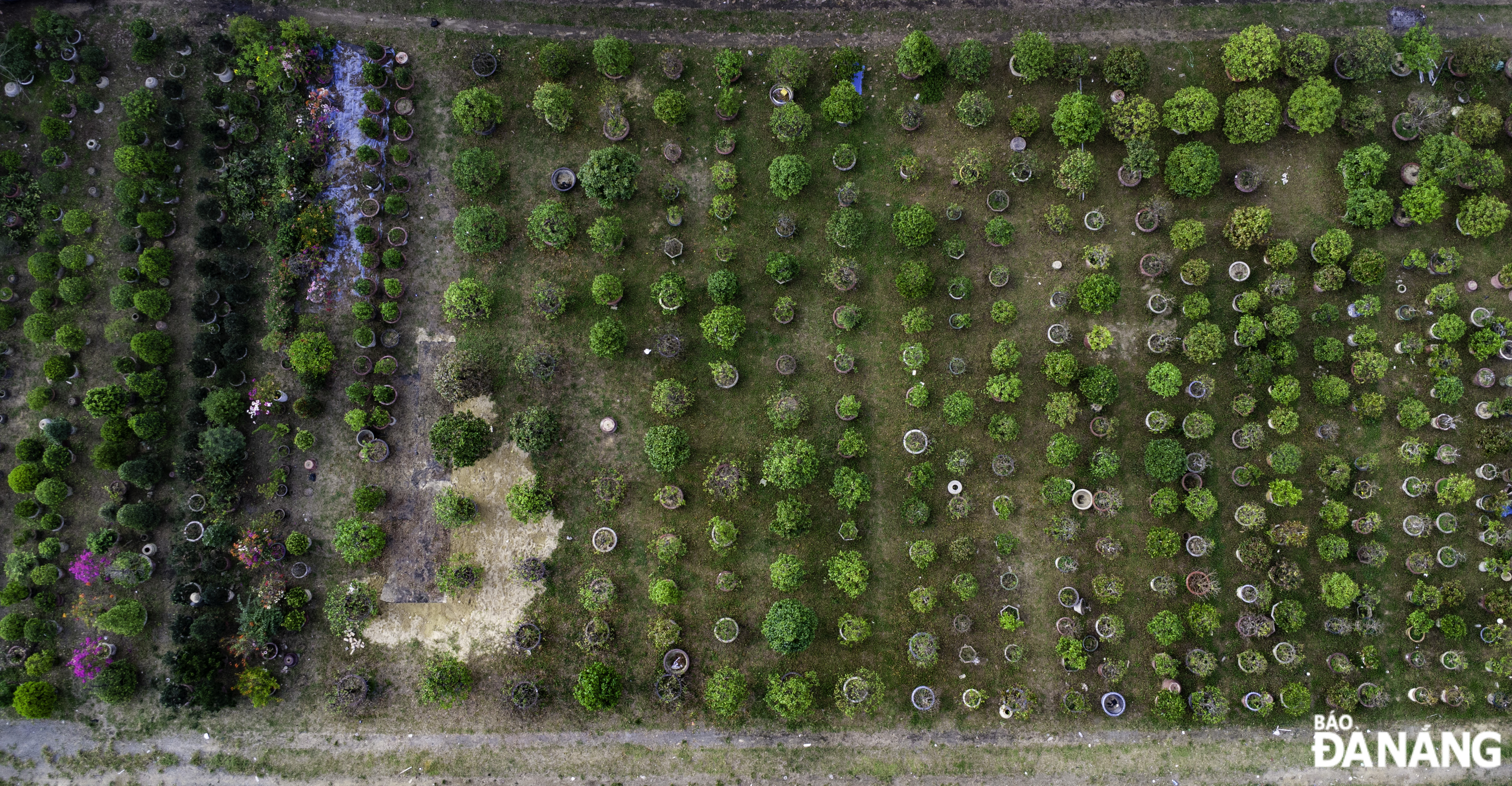 Hundreds of ornamental plants of various kinds are being looked after by nurseries to ensure they bloom in the coming year.