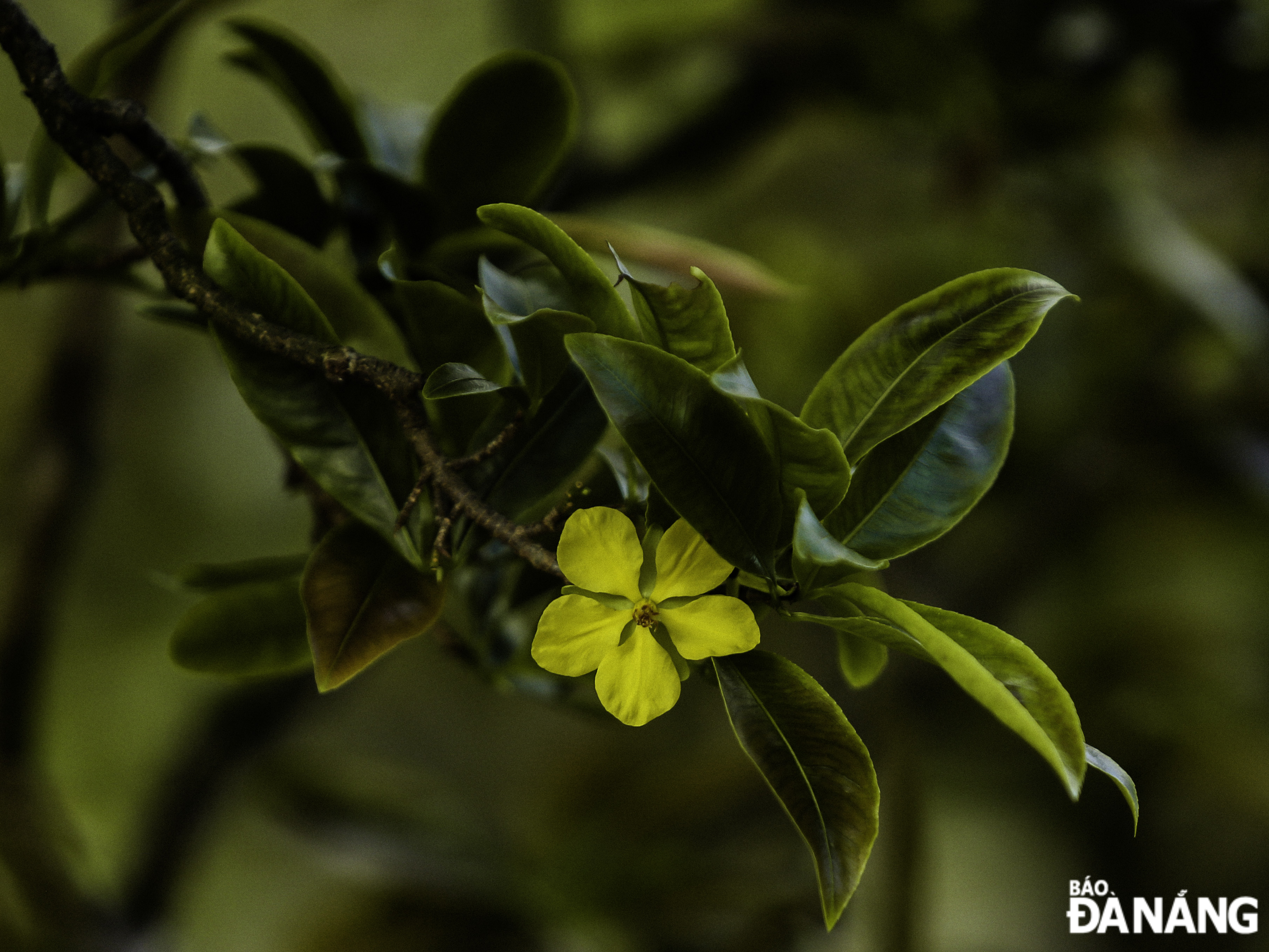 The cost of plant care ranges from VND 300,000 to VND 5,000,000 per pot, depending on size. As Tet approaches, nurseries focus more on encouraging bud growth and ensuring flowers bloom at the right time for families to display during the festive season.