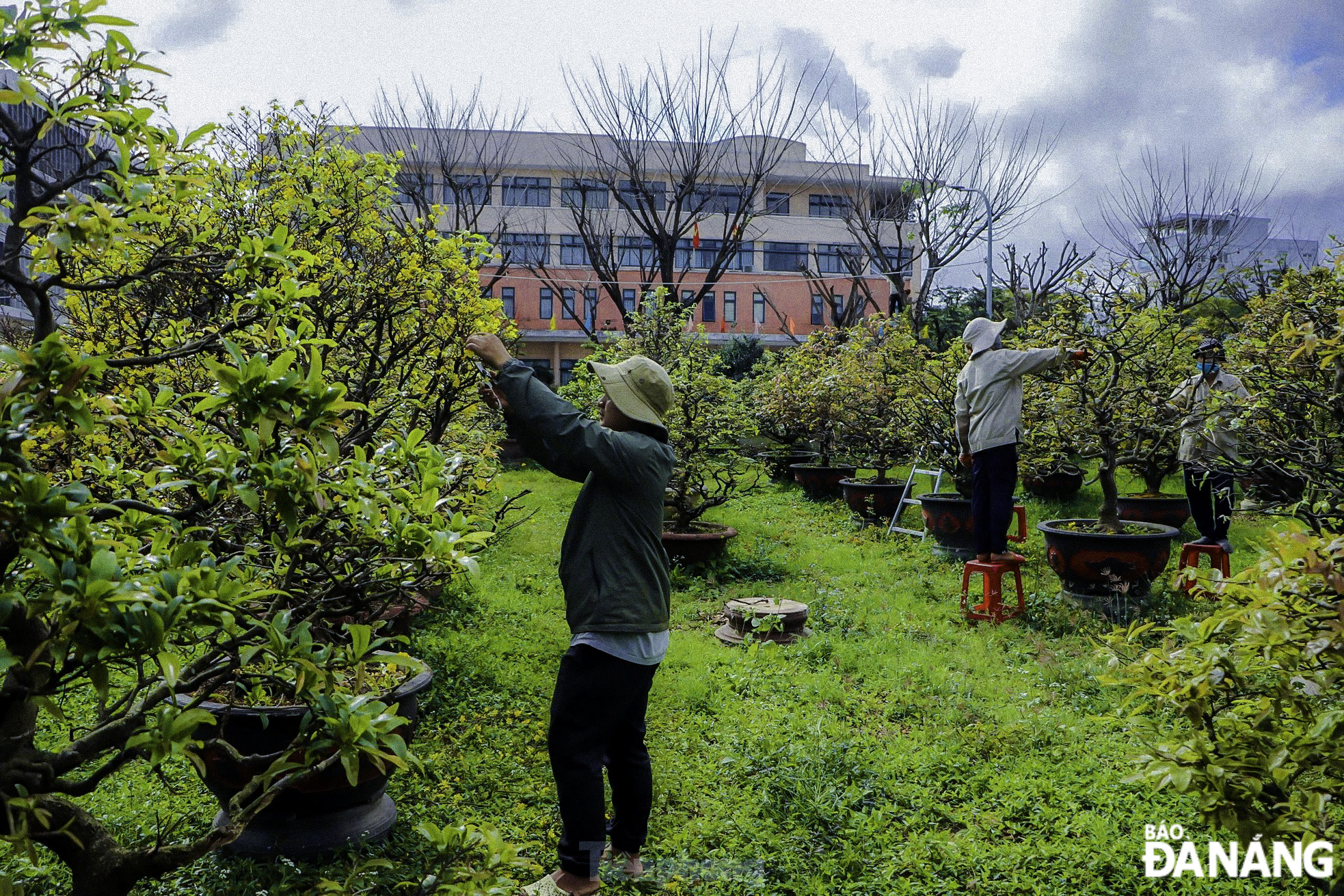 Hundreds of large and small apricot trees are being cared for and restored to full health in preparation for blooming next year.