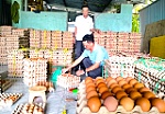 Thúc đẩy phong trào nông dân thi đua sản xuất, kinh doanh giỏi