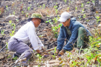Người dân xã Hòa Phú nỗ lực trồng cây gỗ lớn