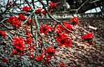 March - The season of bombax blossoms