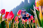 Vibrant tulip season at Sun World Ba Na Hills