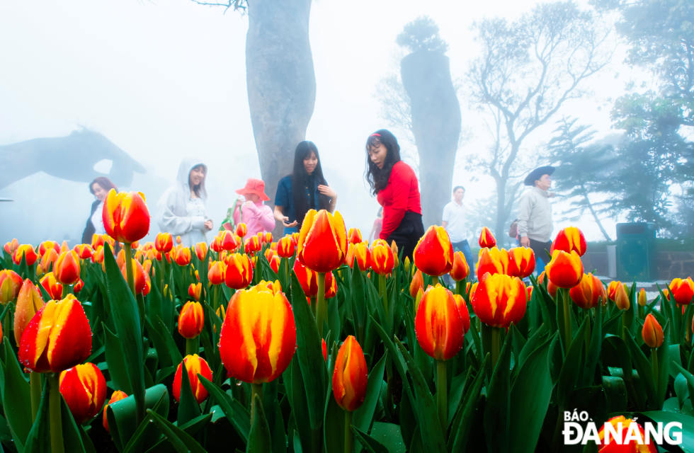 Red and yellow tulips stretch tall, showcasing their beauty under the misty veil, creating a dreamy scene like a fairy tale garden nestled among the mountains.
