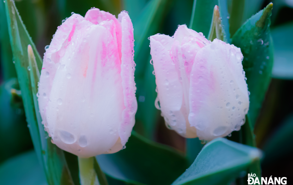 Dew drops on the petals.