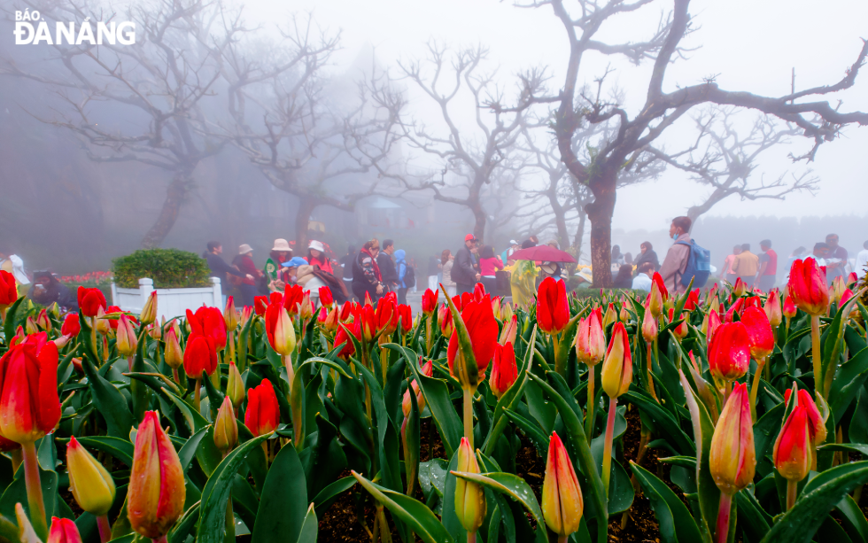 Spring in the misty forest. Rows of red tulips stand out against the mystical backdrop of bare tree branches, creating a contrast between the vibrant life of spring and the tranquility of nature.