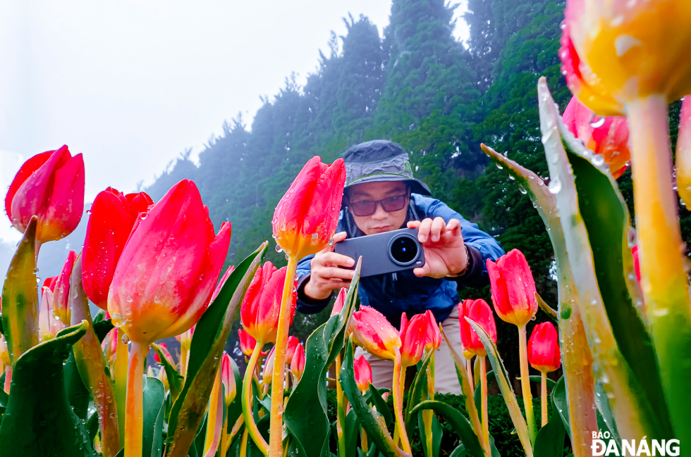 A photography enthusiast captures the stunning moment of tulips against the cool weather, with mist gently covering the summit of Ba Na.