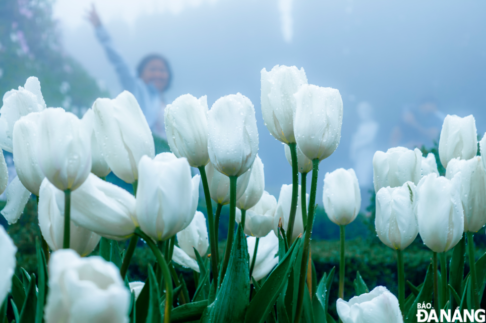 The pure white tulip garden.