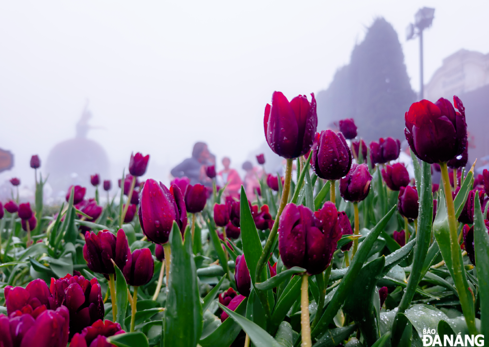 Mystical purple tulips in the misty sky.