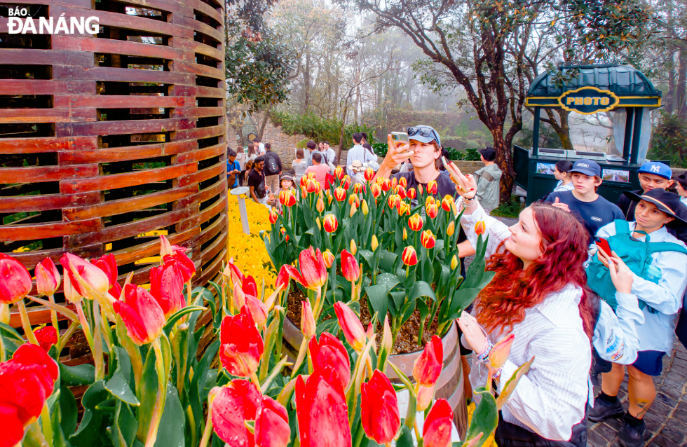 Foreign tourists excitedly capture the stunning images of the tulip season at Ba Na Summit, a place often likened to a miniature Netherlands amid Viet Nam's forests.