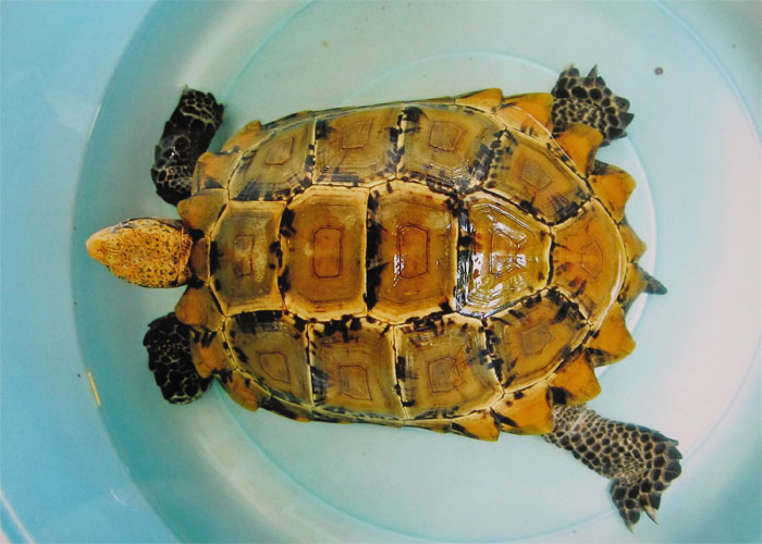 Rare turtle released back into nature reserve - Da Nang Today - News ...